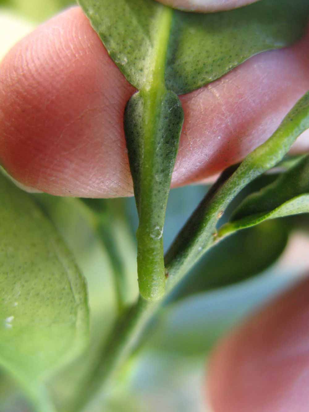              Petiole (Winter Haven, FL)       